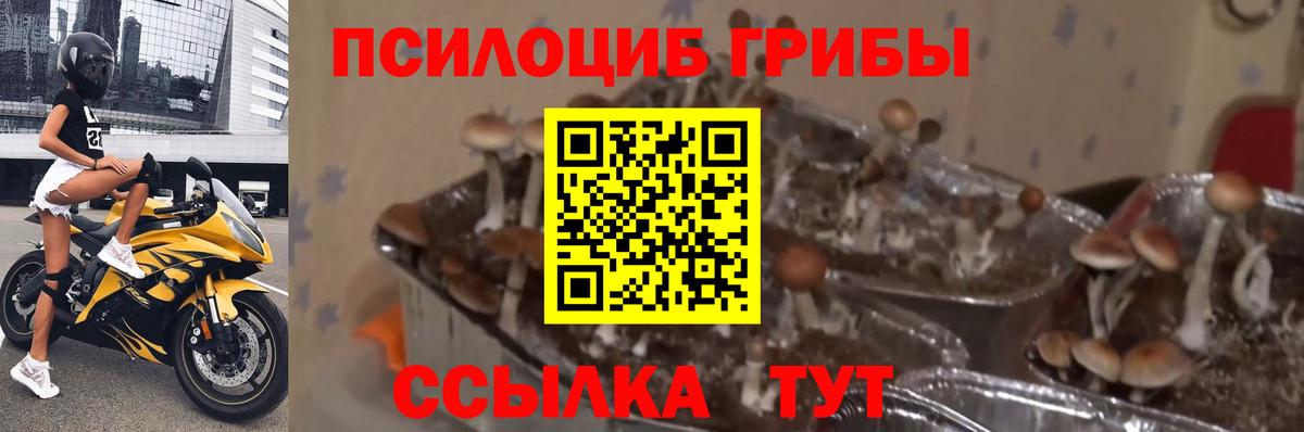 Апатиты  Галлюциногенные грибы GOLDEN TEACHER  Вход с VPN  Галлюциногенные грибы мицелий 